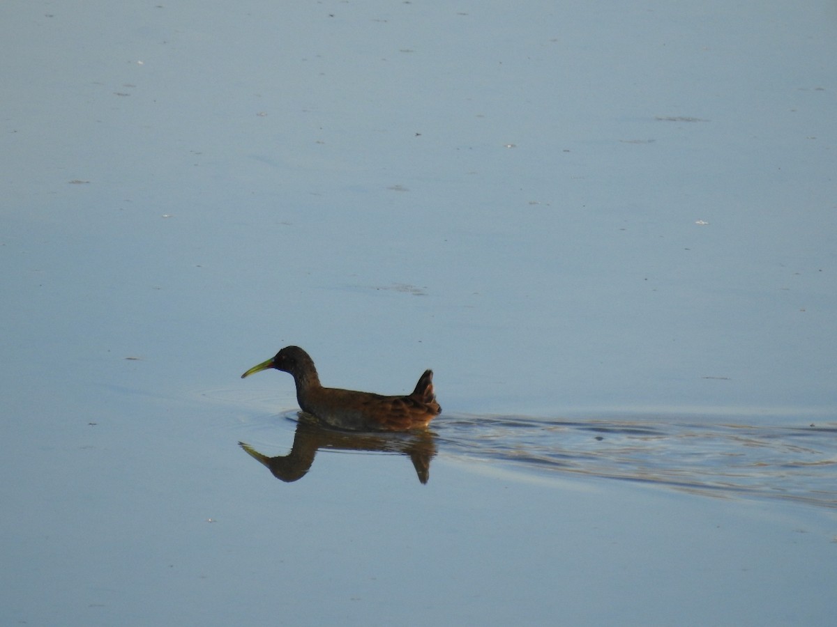 Plumbeous Rail - ML361518401