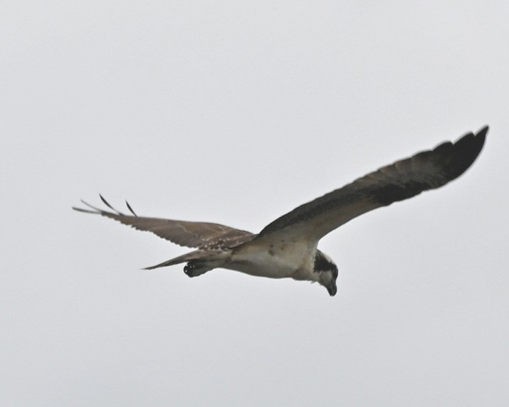 Osprey - ML361518521