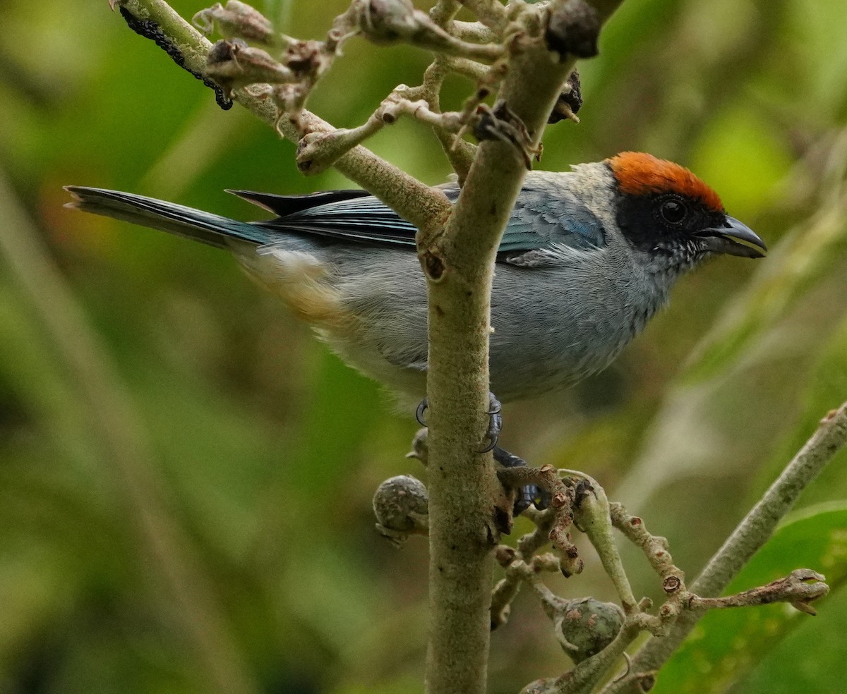 Scrub Tanager - Christopher Carlson