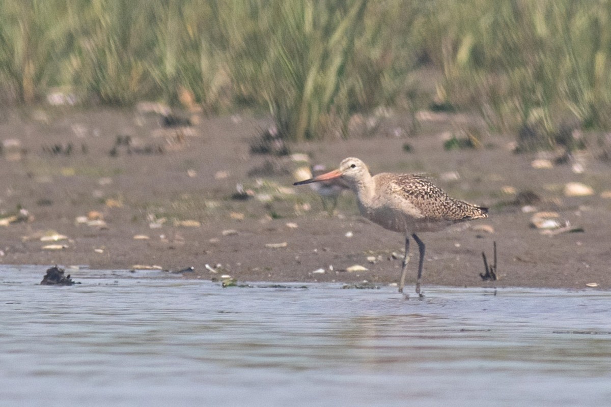 Marbled Godwit - ML361519211