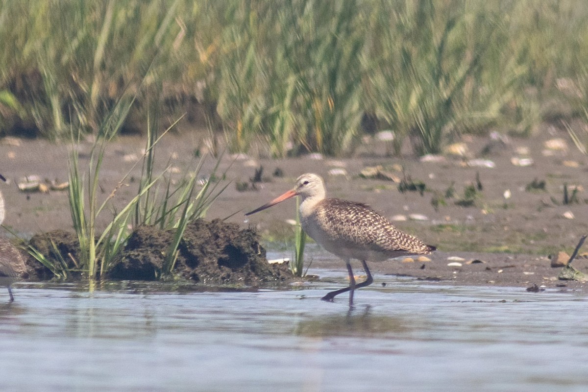 Marbled Godwit - ML361519221