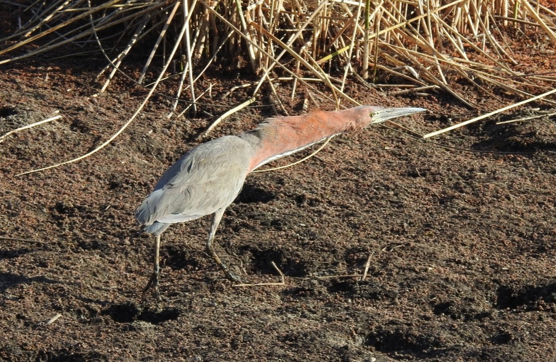 Rufescent Tiger-Heron - ML361519441