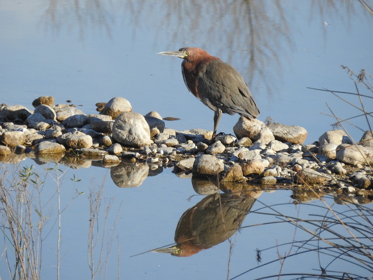 Rufescent Tiger-Heron - ML361519481