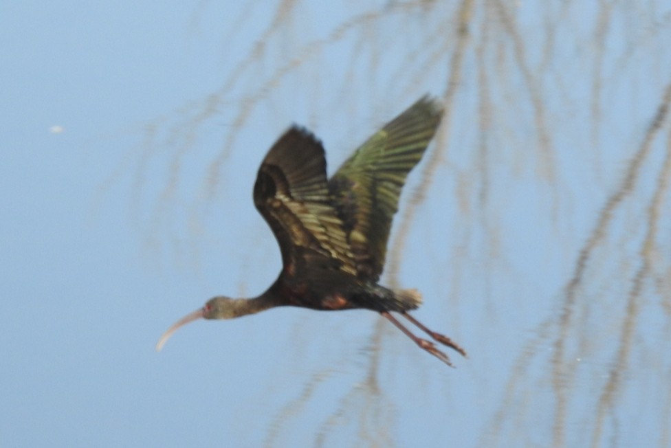 ibis americký - ML361519551