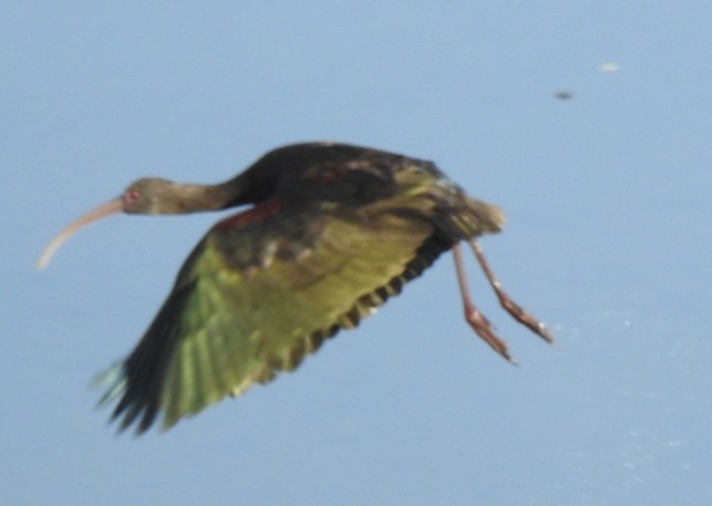 ibis americký - ML361519561