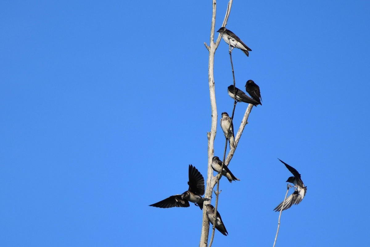 Purple Martin - Andrea Heine
