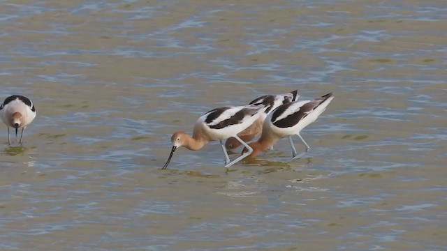 American Avocet - ML361520261