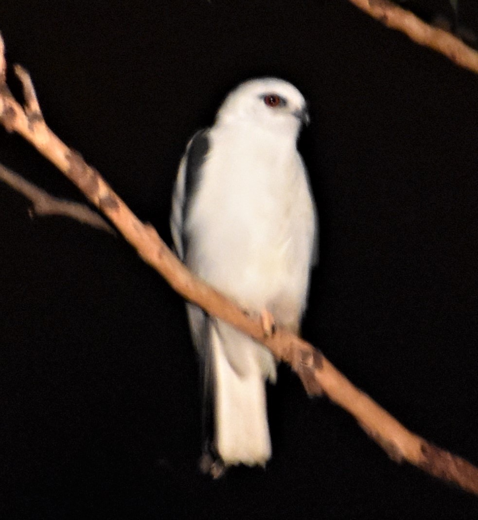 Black-shouldered Kite - ML361520581