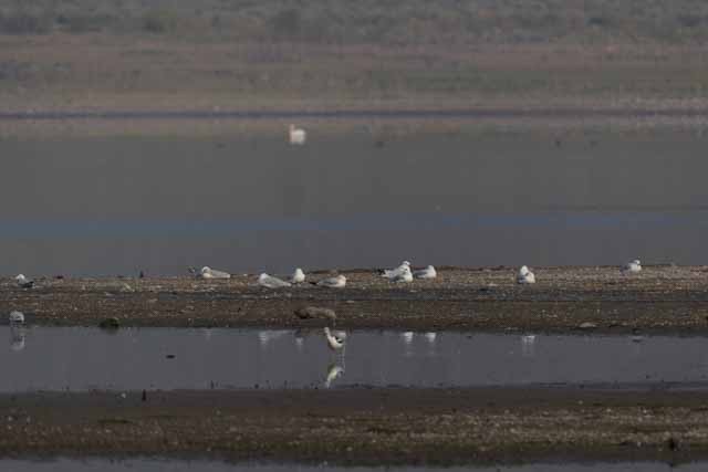 Ring-billed Gull - ML361520851