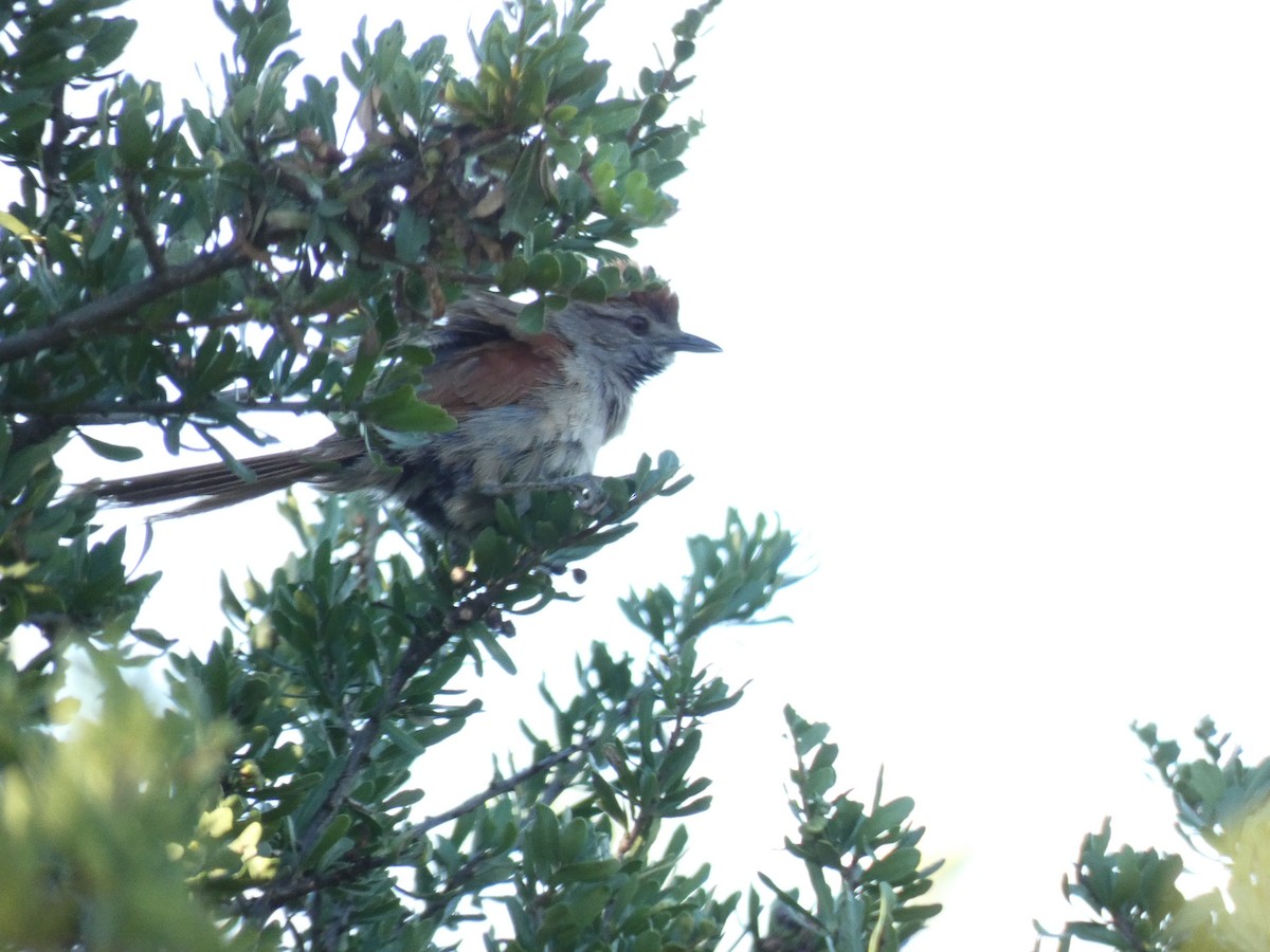 Sooty-fronted Spinetail - Gonzalo Camiletti