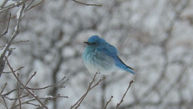 Mountain Bluebird - ML361522351