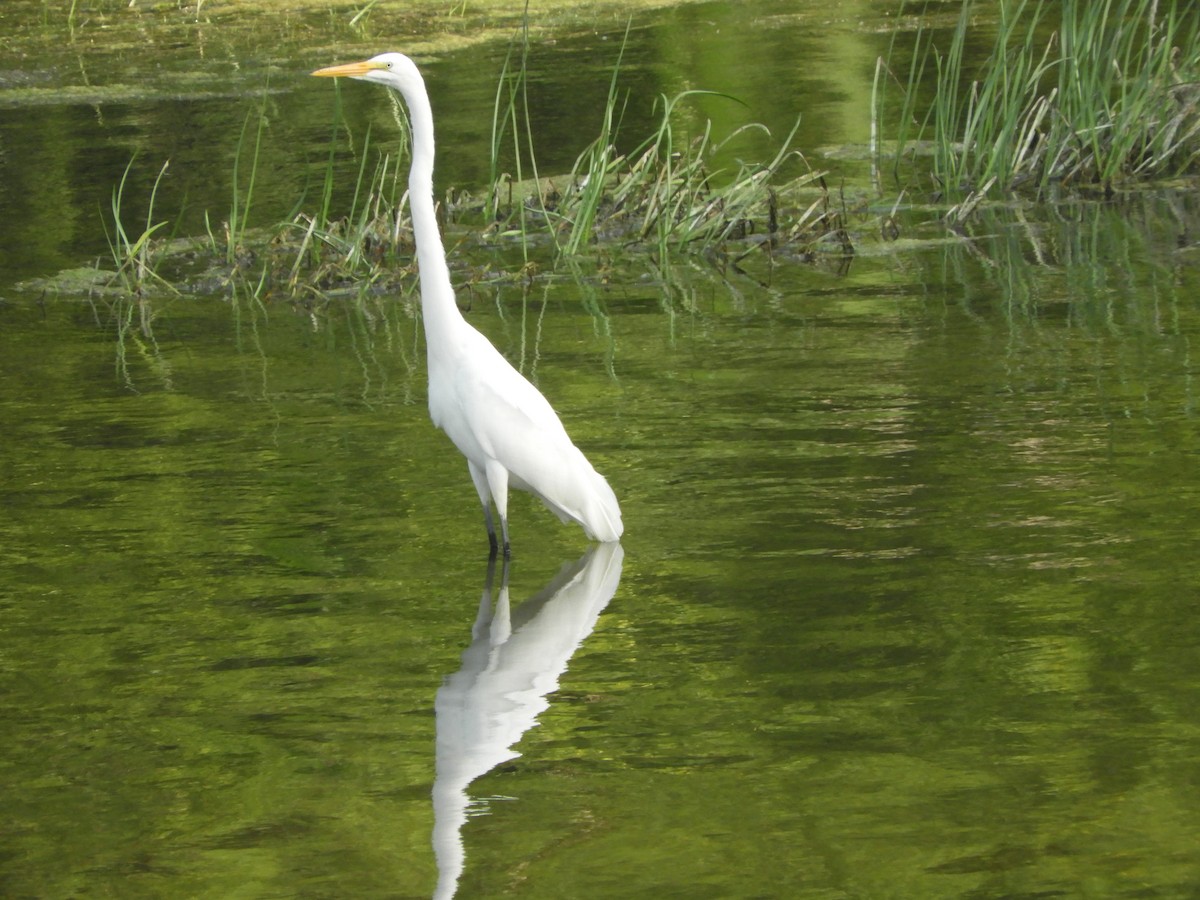 Great Egret - ML361522411