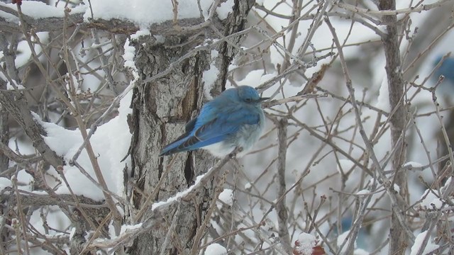 Mountain Bluebird - ML361522421