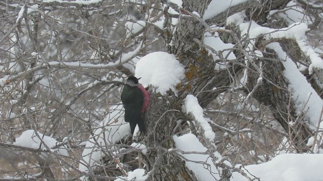 Lewis's Woodpecker - ML361522501