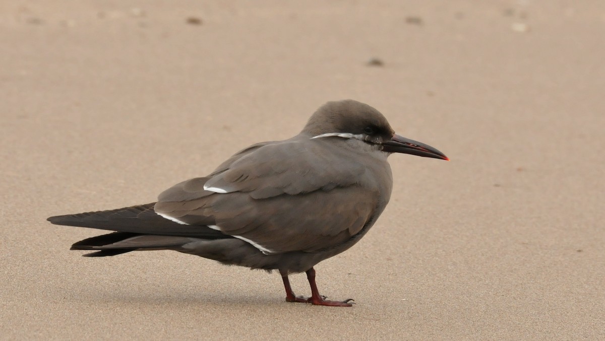 Inca Tern - Philippe DANDOIS