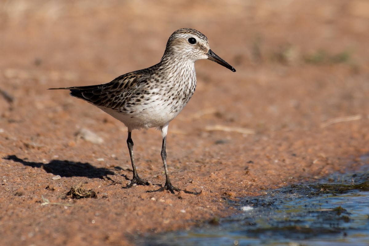 White-rumped Sandpiper - ML361523151