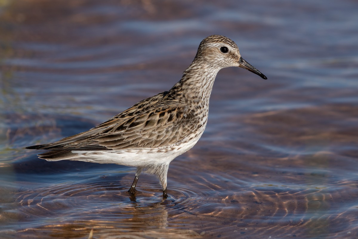 White-rumped Sandpiper - ML361523221