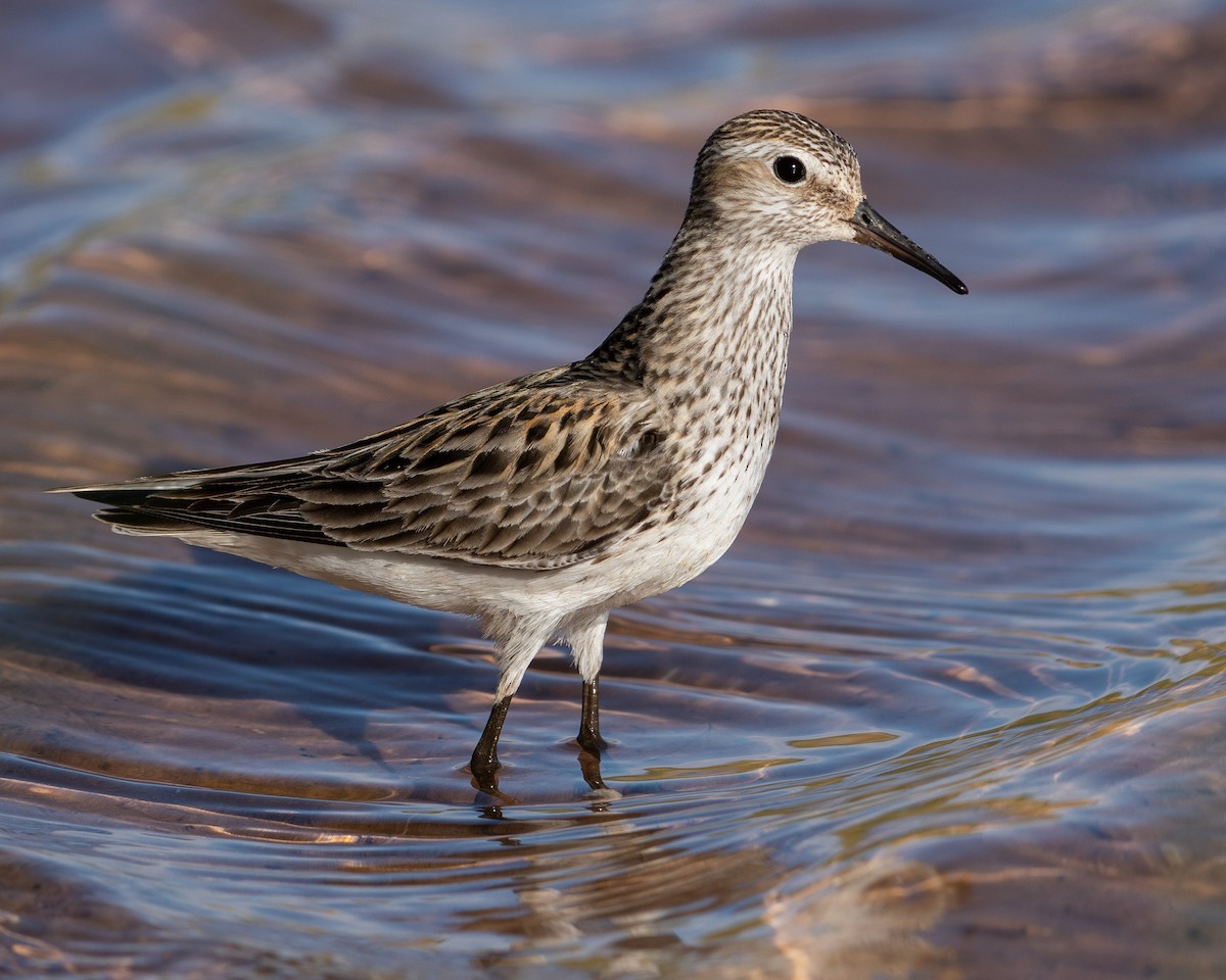 White-rumped Sandpiper - ML361523231