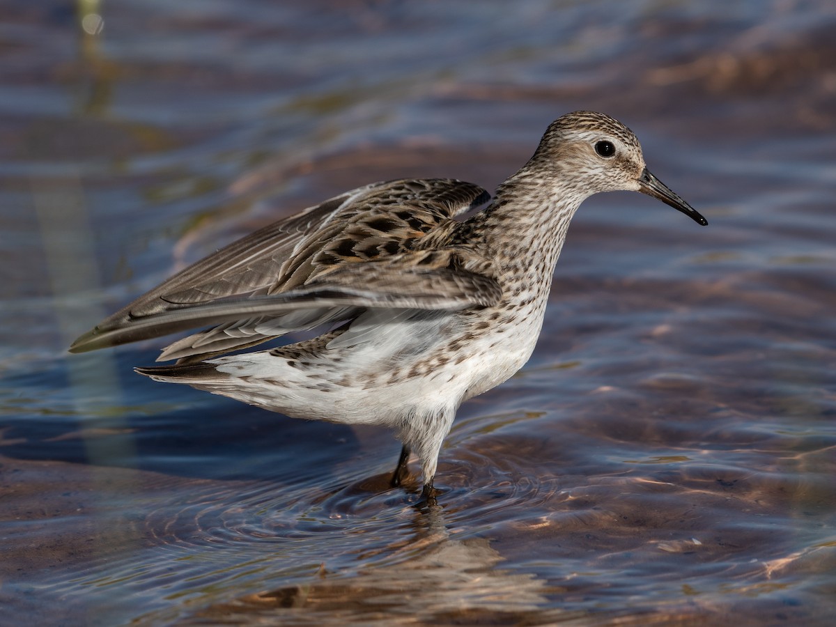 White-rumped Sandpiper - ML361523251