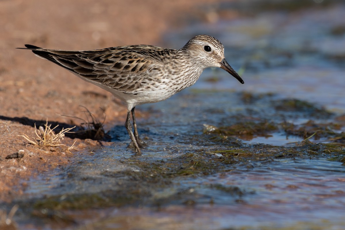 White-rumped Sandpiper - ML361523271