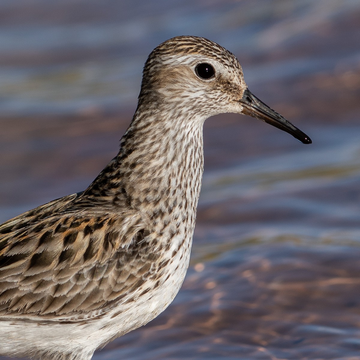 White-rumped Sandpiper - ML361523281