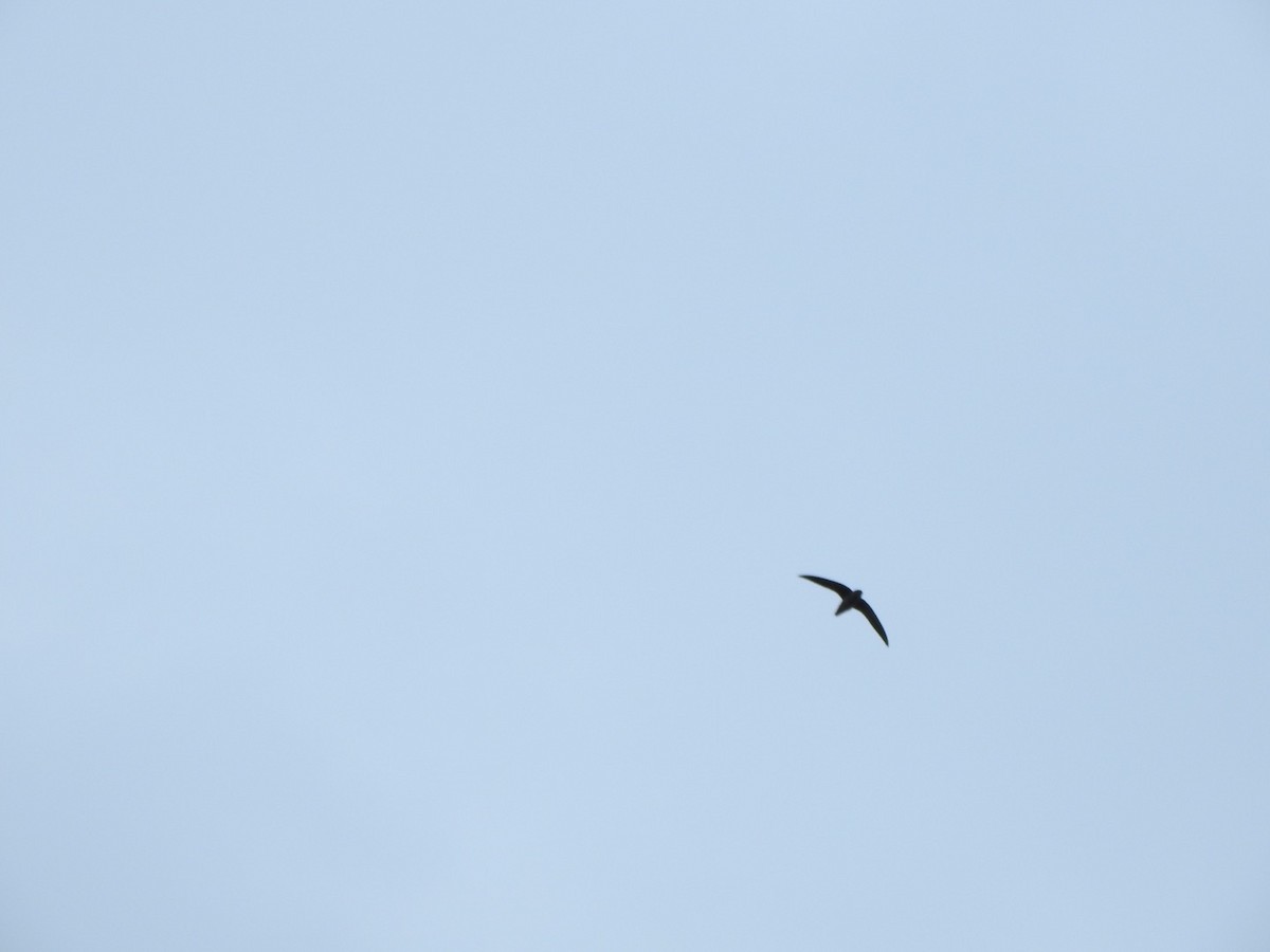 Chimney Swift - ML361523691