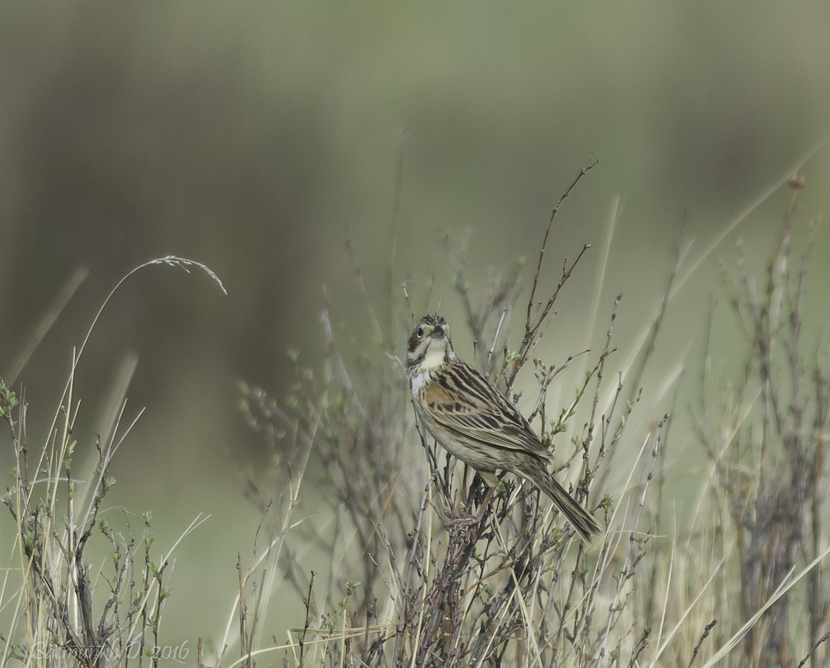 Chestnut-eared Bunting - Batmunkh Davaasuren