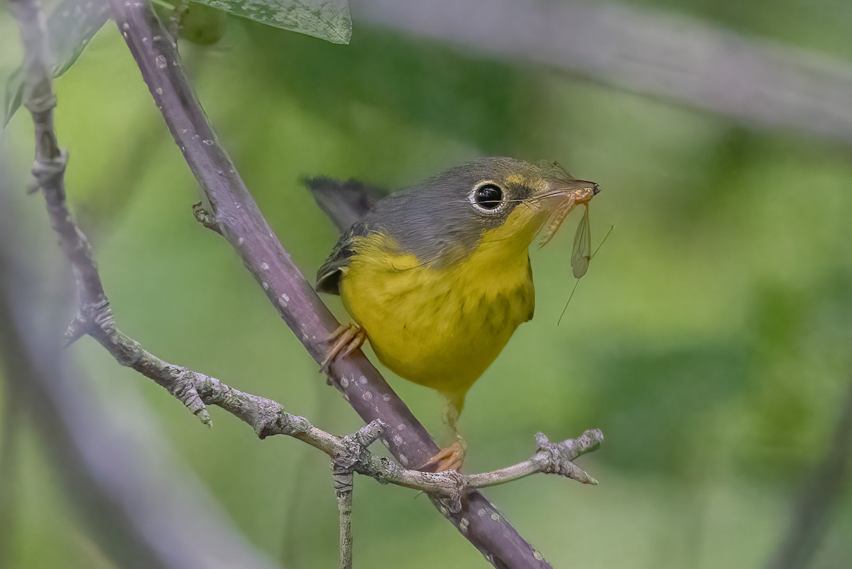 Canada Warbler - Colin Beattie