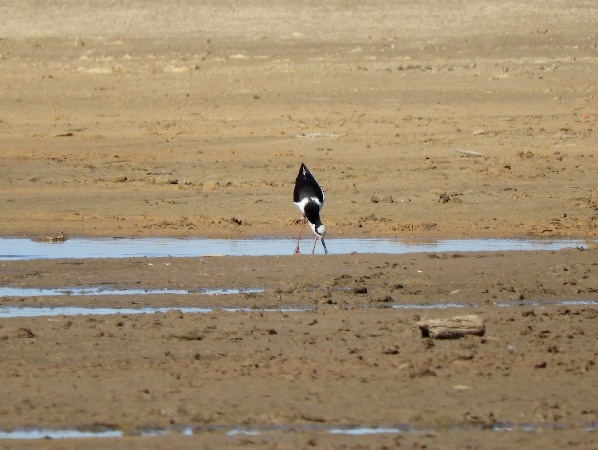 Black-necked Stilt - ML361526301