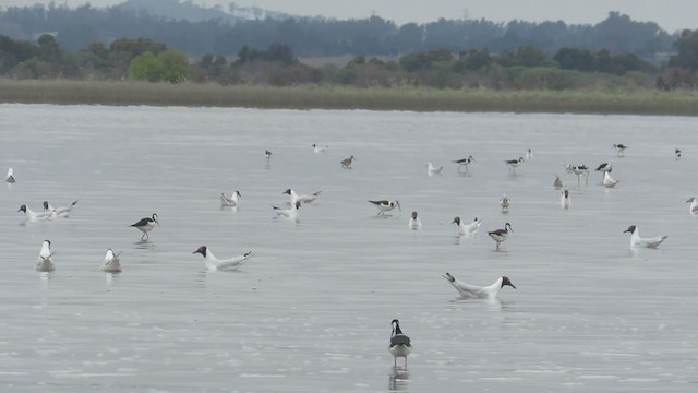 Brown-hooded Gull - ML361528721