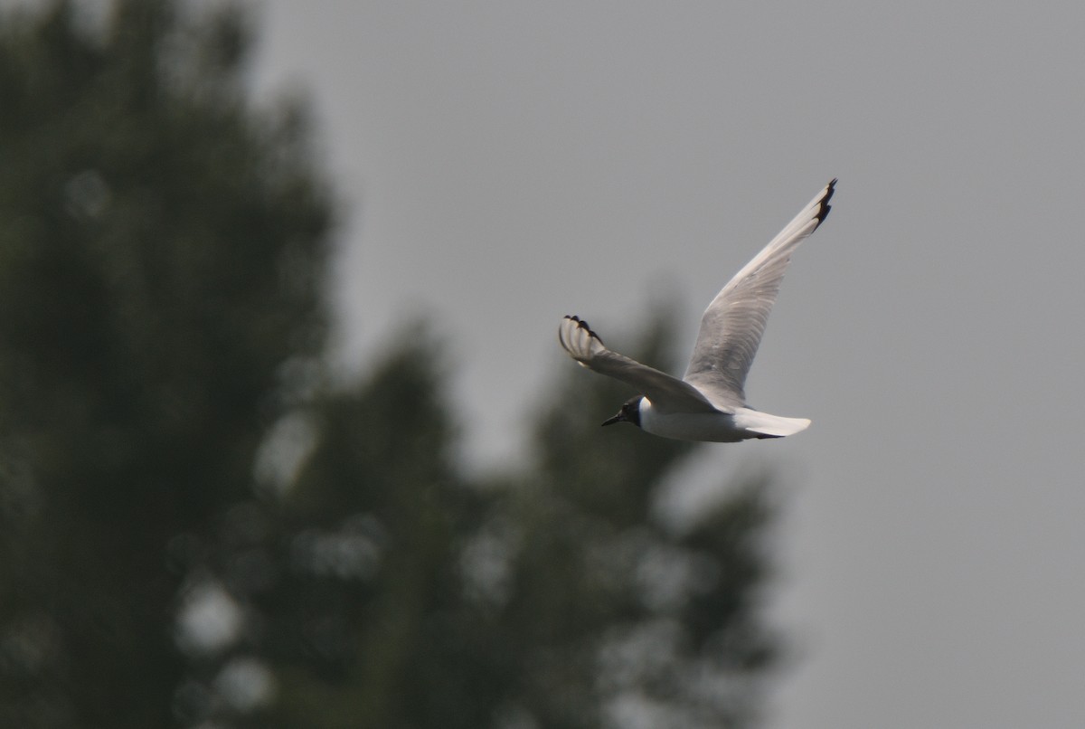 Bonaparte's Gull - ML361529571