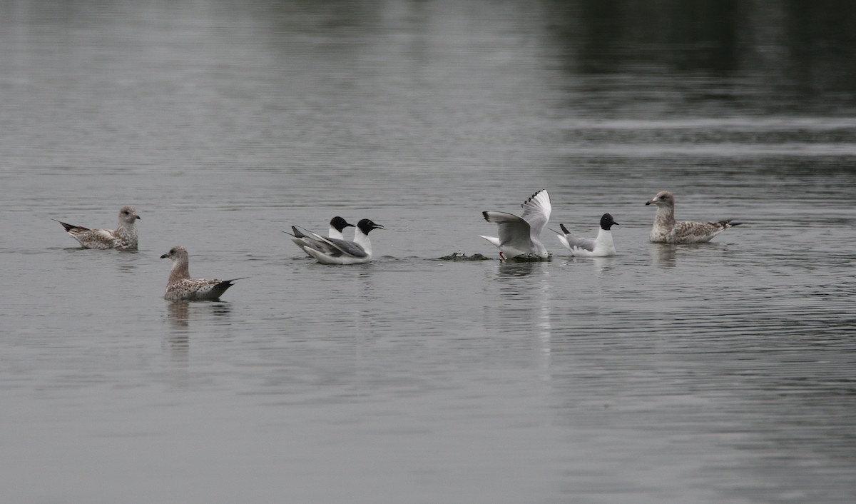 Bonaparte's Gull - Matthew Garvin