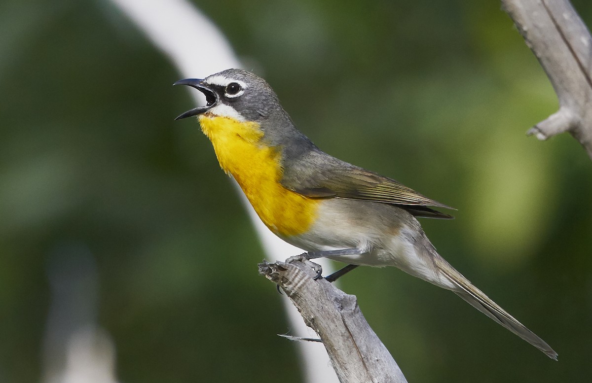 Yellow-breasted Chat - Brooke Miller