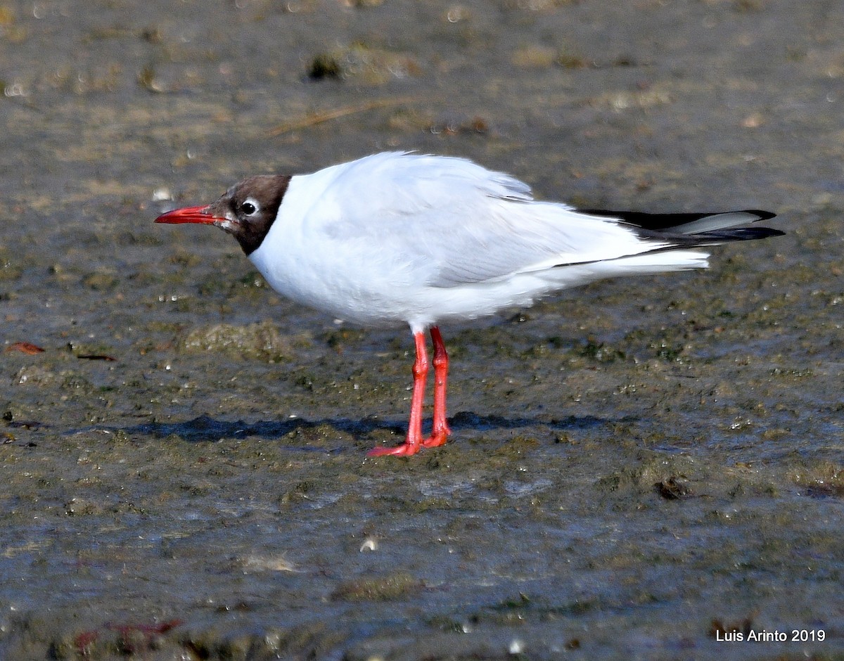 Black-headed Gull - ML361531021