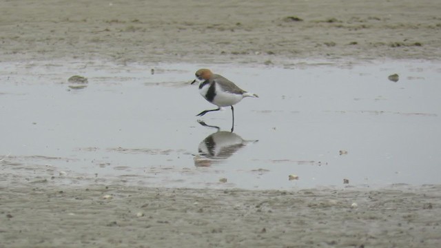 Two-banded Plover - ML361531571