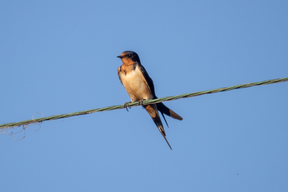 Barn Swallow - ML361531941