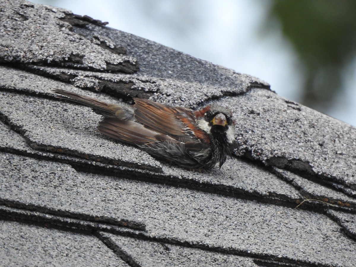 Moineau domestique - ML361533811