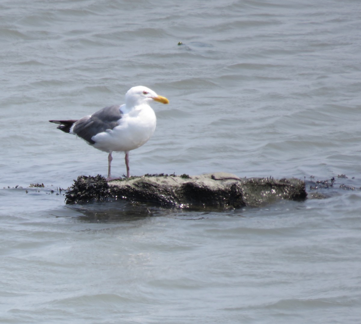 Western Gull - George Chrisman