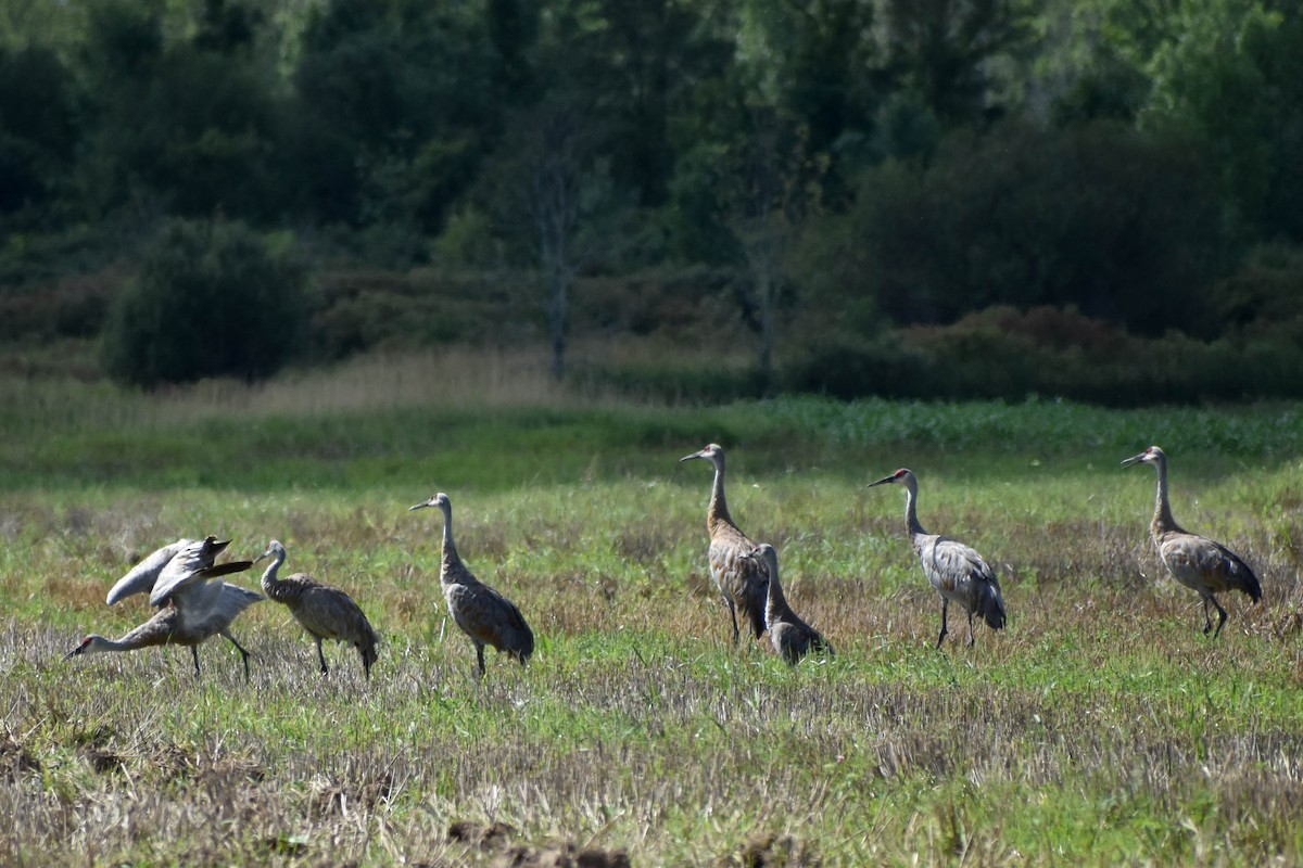 Sandhill Crane - Andrea Heine