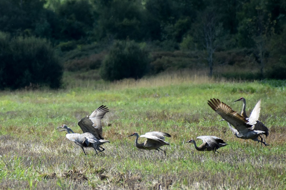 Sandhill Crane - Andrea Heine