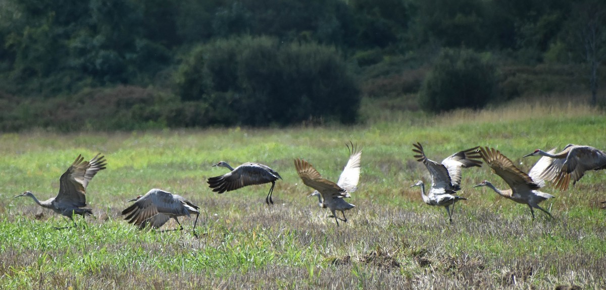 Sandhill Crane - Andrea Heine