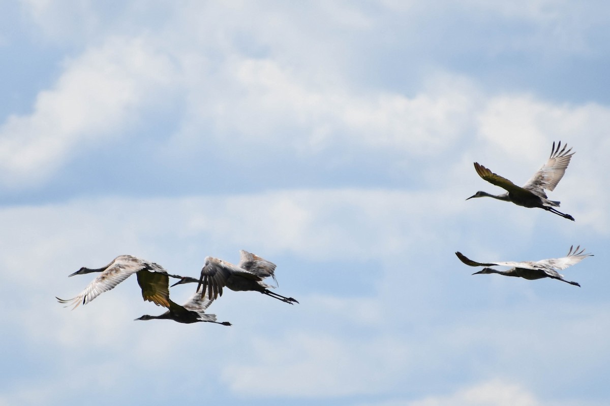 Sandhill Crane - ML361538331