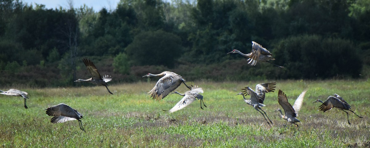 Sandhill Crane - Andrea Heine