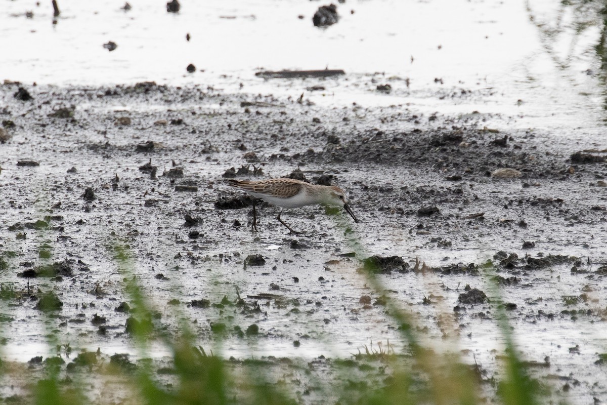 Bergstrandläufer - ML361538761