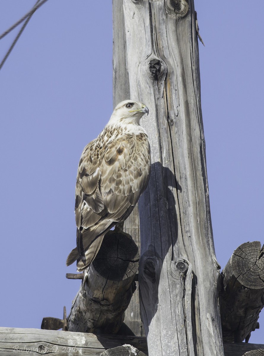 Upland Buzzard - ML36154081