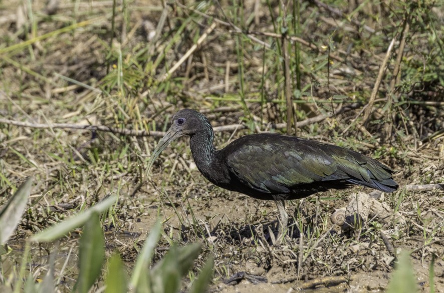 ibis zelený - ML361541141