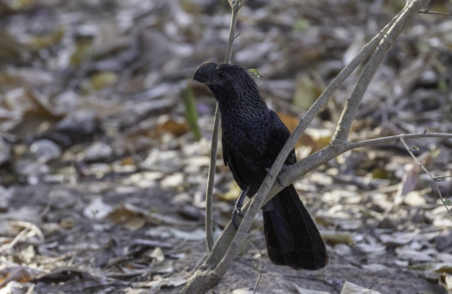 Smooth-billed Ani - Sergio Rivero Beneitez