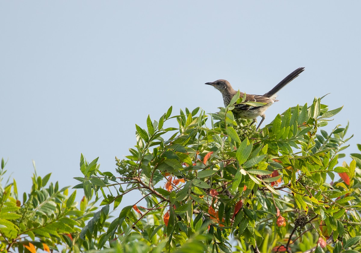 Northern Mockingbird - Richard  Davis