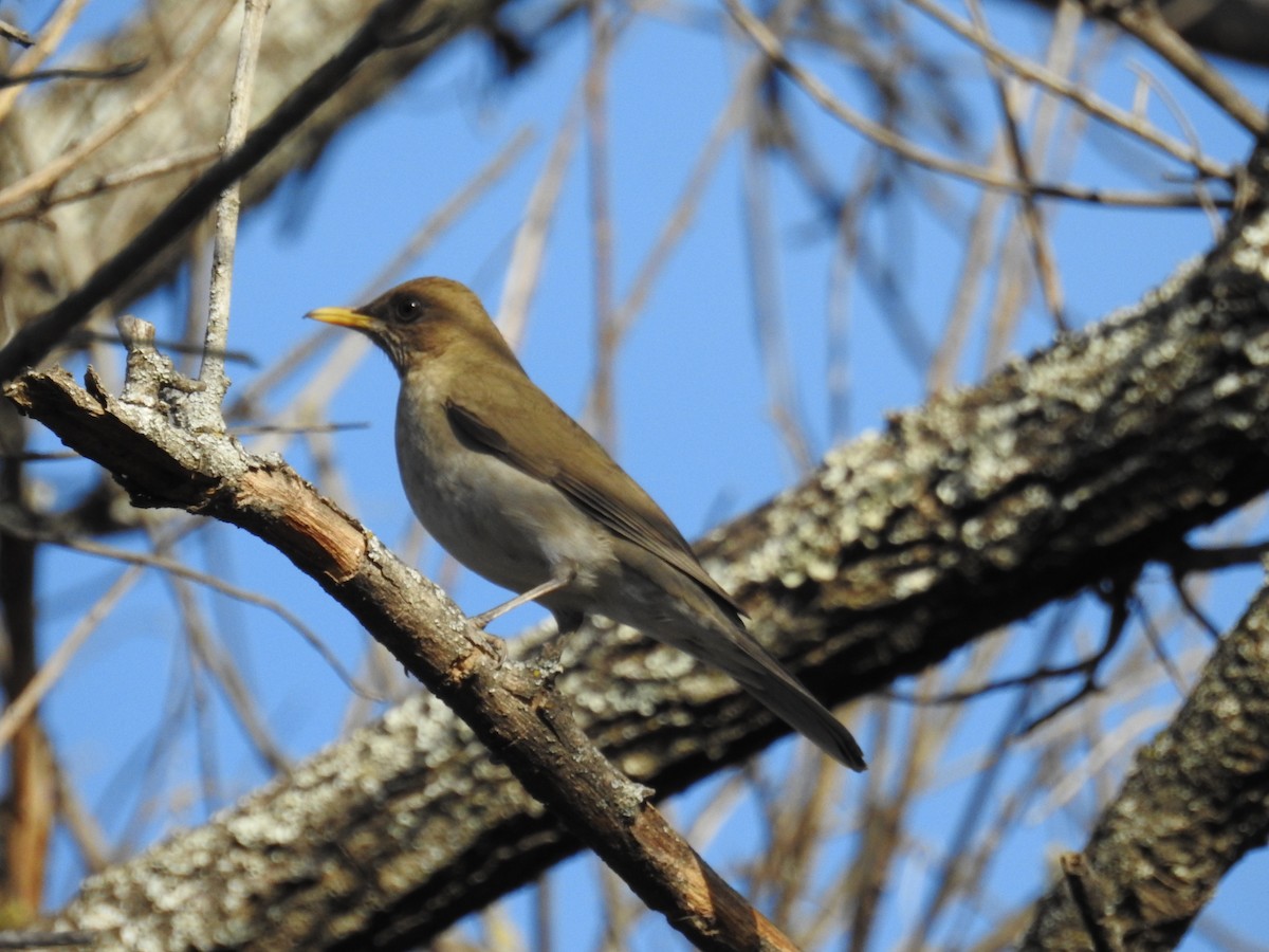 Creamy-bellied Thrush - ML361541821