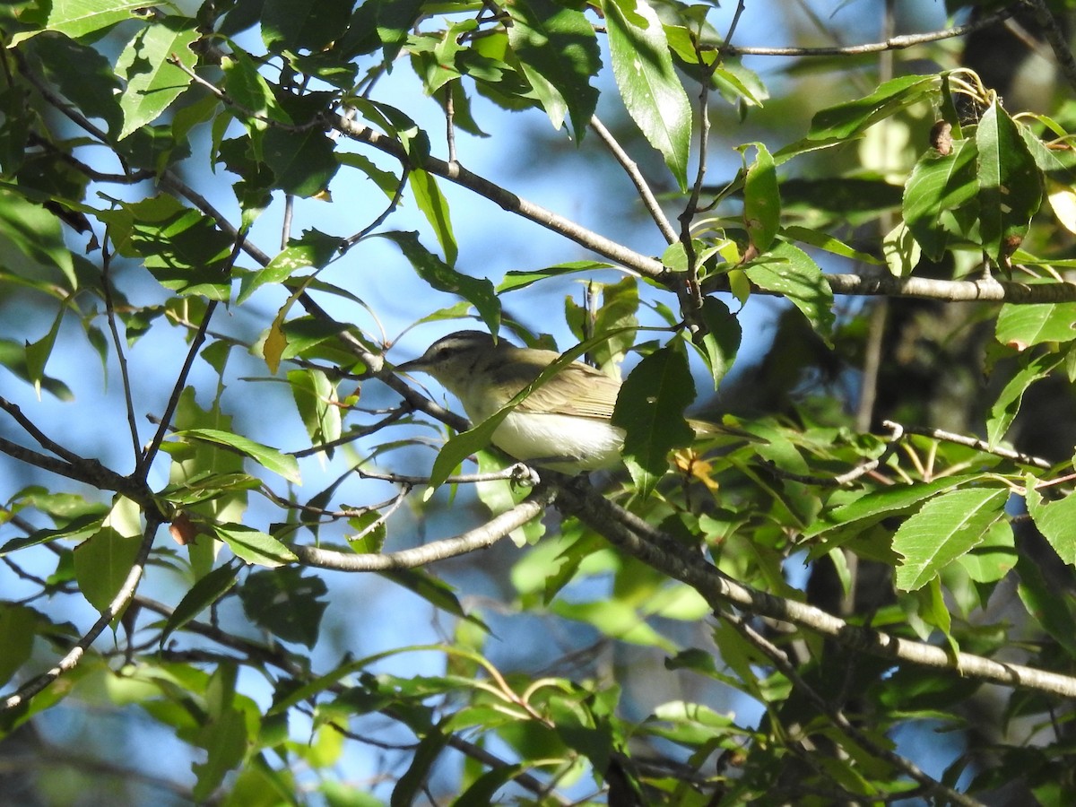 Red-eyed Vireo - ML361542801